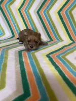 Toby , a female Morkie for sale in Heidelberg, MS – 1 of 4