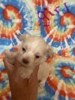 Peaches , a female Maltipoo for sale in Heidelberg, MS – 3 of 4
