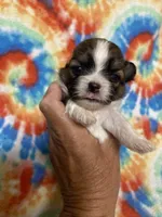 Chester, a male Shih Tzu for sale in Heidelberg, MS – 3 of 4