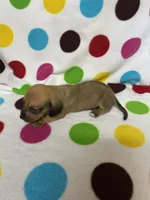Velvet, a female Miniature Dachshund for sale in Heidelberg, MS – 5 of 5