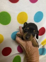 Rocky, a male Miniature Dachshund for sale in Heidelberg, MS – 3 of 4