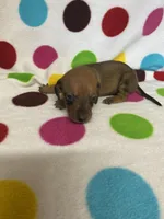 Candy , a female Miniature Dachshund for sale in Heidelberg, MS – 4 of 4