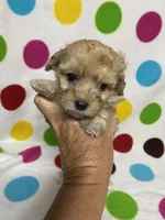 Pierre, a male Poodle - Toy  for sale in Heidelberg, MS – 3 of 5
