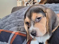 Denver, a male Beagle for sale in Independence, MO – Photo 3 of 3