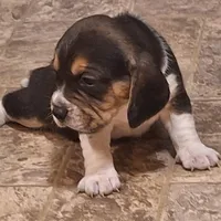 Denver, a male Beagle for sale in Independence, MO – Photo 1 of 3