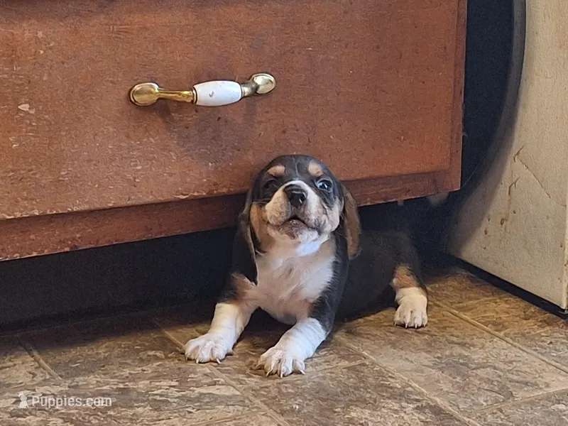 Dallas , a male Beagle for sale in Independence, MO – Photo 1 of 1