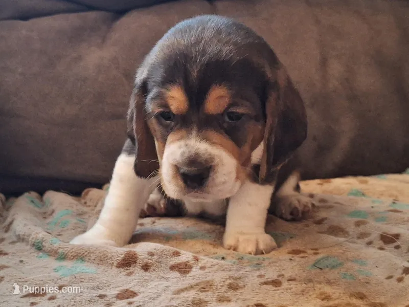 Gus, a male Beagle for sale in Independence, MO – Photo 1 of 1
