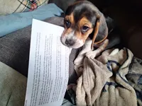 Lucky , a male Beagle for sale in Independence, MO – Photo 2 of 3