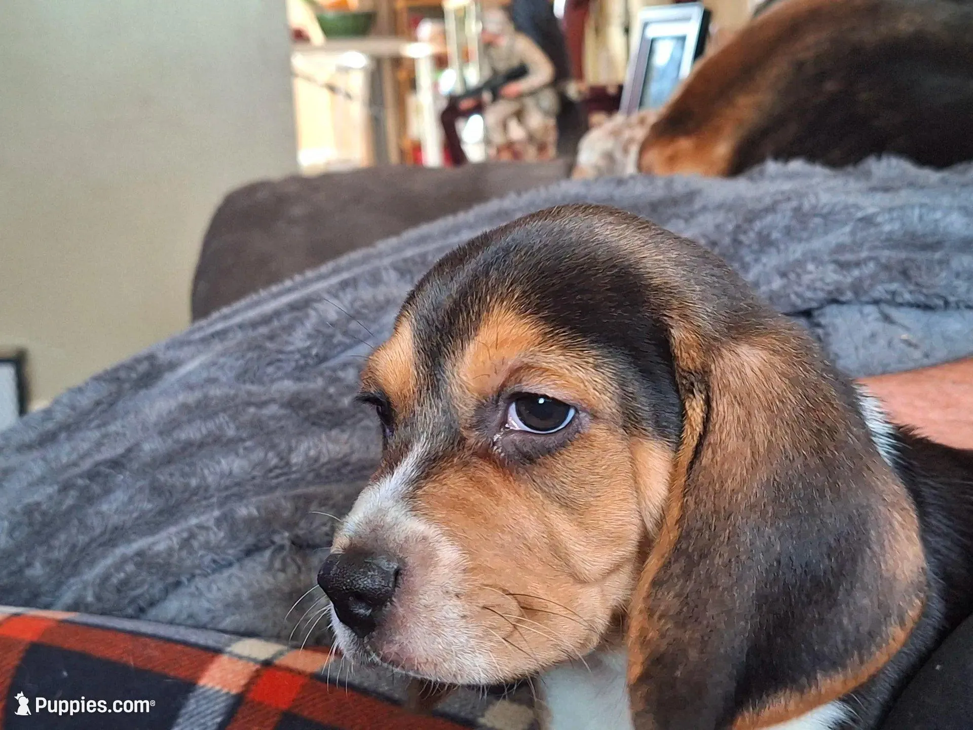 Lucky , a male Beagle for sale in Independence, MO – Photo 3 of 3