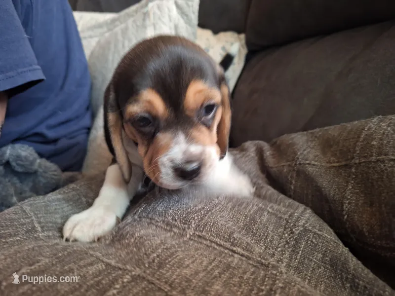 Lucky  – Beagle puppy for sale in Independence, MO