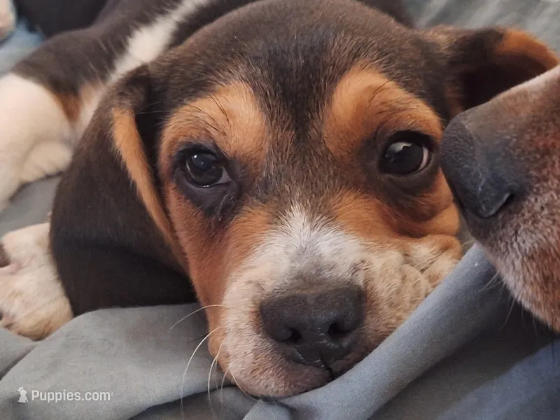 Lucky  – Beagle puppy for sale in Independence, MO