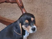 Levi, a male Beagle for sale in Independence, MO – Photo 1 of 2