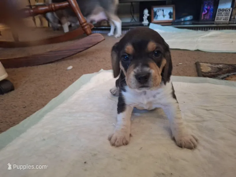 Levi, a male Beagle for sale in Independence, MO – Photo 1 of 1