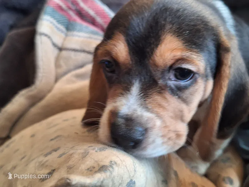 Levi – Beagle puppy for sale in Independence, MO