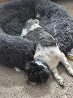 Kairo, a male Shih Tzu for sale in Tampa, FL – 5 of 5