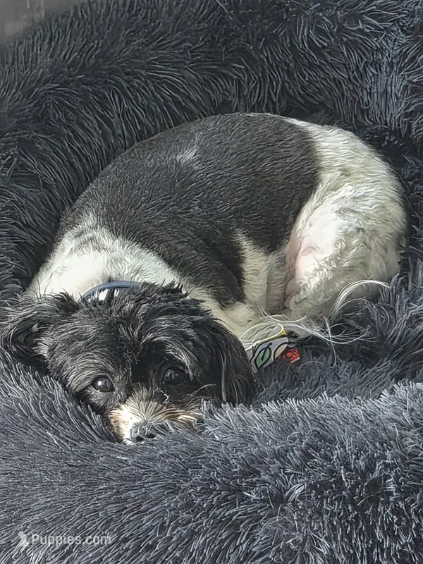 Kairo – Shih Tzu puppy for sale in Tampa, FL