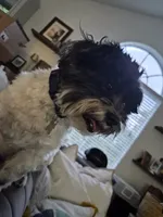 Kairo, a male Shih Tzu for sale in Tampa, FL – 4 of 5