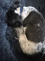 Kairo, a male Shih Tzu for sale in Tampa, FL – 3 of 5