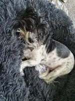Kairo, a male Shih Tzu for sale in Tampa, FL – 2 of 5