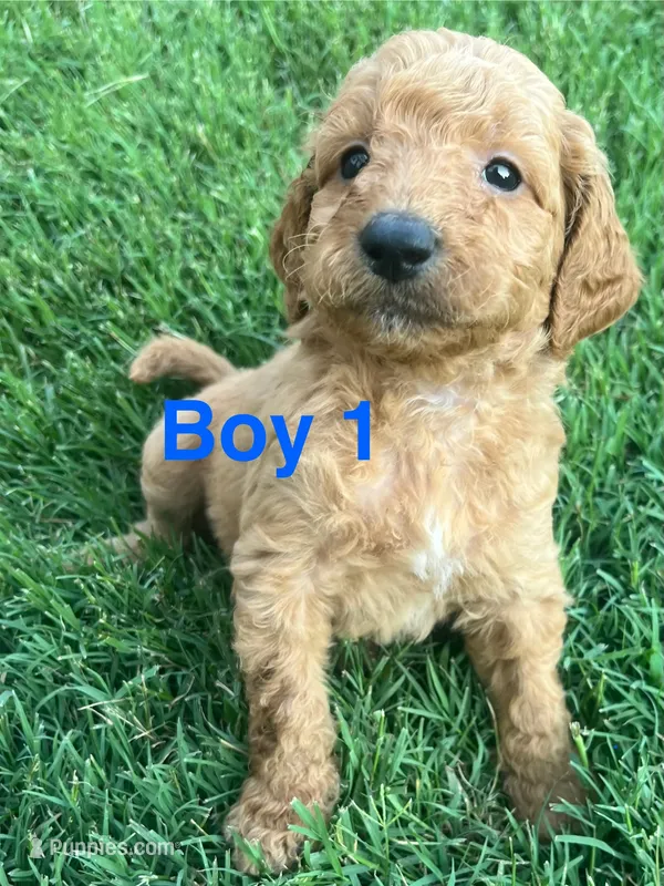 Boy 1 – Goldendoodle puppy for sale in Lexington, NC