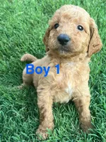 Boy 1, a male Goldendoodle for sale in Lexington, NC – 1 of 3