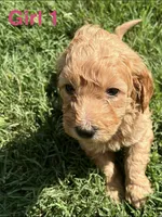 Girl 1, a female Goldendoodle for sale in Lexington, NC – 1 of 4