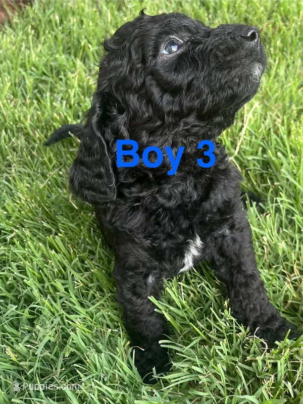 Boy 3 – Goldendoodle puppy for sale in Lexington, NC