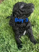 Boy 3, a male Goldendoodle for sale in Lexington, NC – 1 of 5