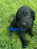 Boy 2, a male Goldendoodle for sale in Lexington, NC – 1 of 3