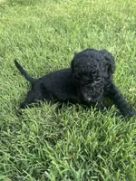 Boy 4, a male Goldendoodle for sale in Lexington, NC – 2 of 4