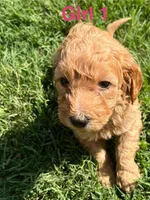 Girl 1, a female Goldendoodle for sale in Lexington, NC – 2 of 4