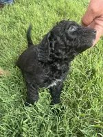 Boy 3, a male Goldendoodle for sale in Lexington, NC – 2 of 5