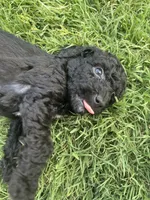 Boy 3, a male Goldendoodle for sale in Lexington, NC – 4 of 5