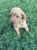 Boy 1, a male Goldendoodle for sale in Lexington, NC – 2 of 3