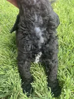 Boy 3, a male Goldendoodle for sale in Lexington, NC – 5 of 5