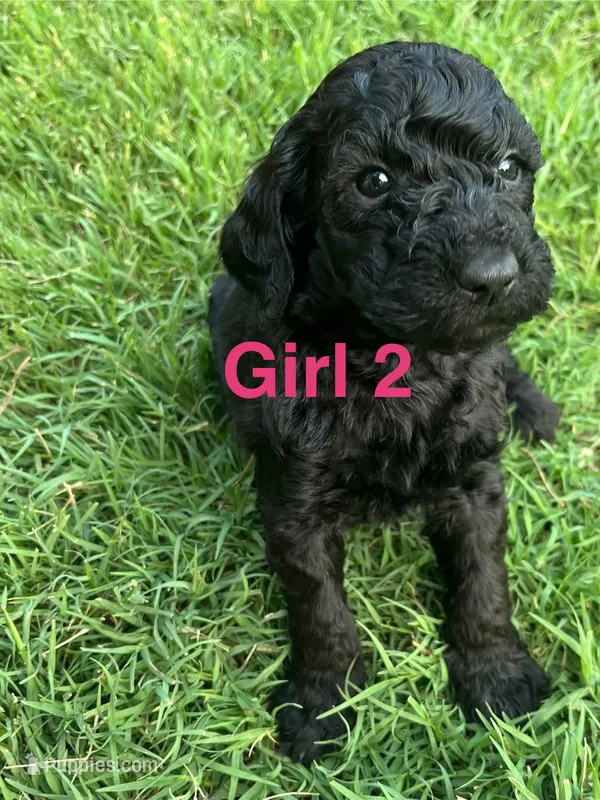 Girl 2 – Goldendoodle puppy for sale in Lexington, NC