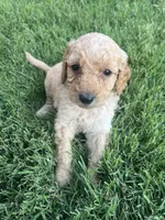 Girl 4, a female Goldendoodle for sale in Lexington, NC – 4 of 4