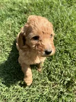 Girl 1, a female Goldendoodle for sale in Lexington, NC – 4 of 4