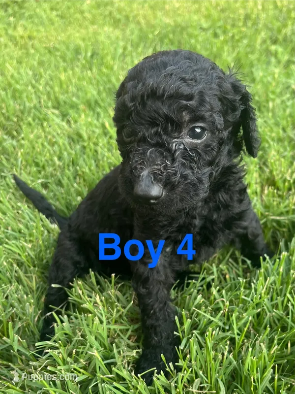 Boy 4 – Goldendoodle puppy for sale in Lexington, NC