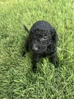 Boy 4, a male Goldendoodle for sale in Lexington, NC – 4 of 4