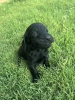 Boy 2, a male Goldendoodle for sale in Lexington, NC – 3 of 3