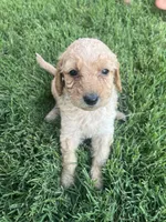 Girl 4, a female Goldendoodle for sale in Lexington, NC – 3 of 4