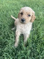 Girl 4, a female Goldendoodle for sale in Lexington, NC – 2 of 4