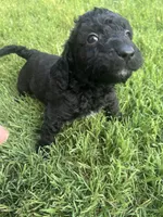 Boy 3, a male Goldendoodle for sale in Lexington, NC – 3 of 5