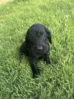 Boy 2, a male Goldendoodle for sale in Lexington, NC – 2 of 3