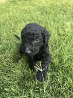 Boy 4, a male Goldendoodle for sale in Lexington, NC – 3 of 4