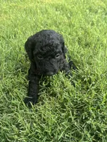 Girl 3, a female Goldendoodle for sale in Lexington, NC – 2 of 3