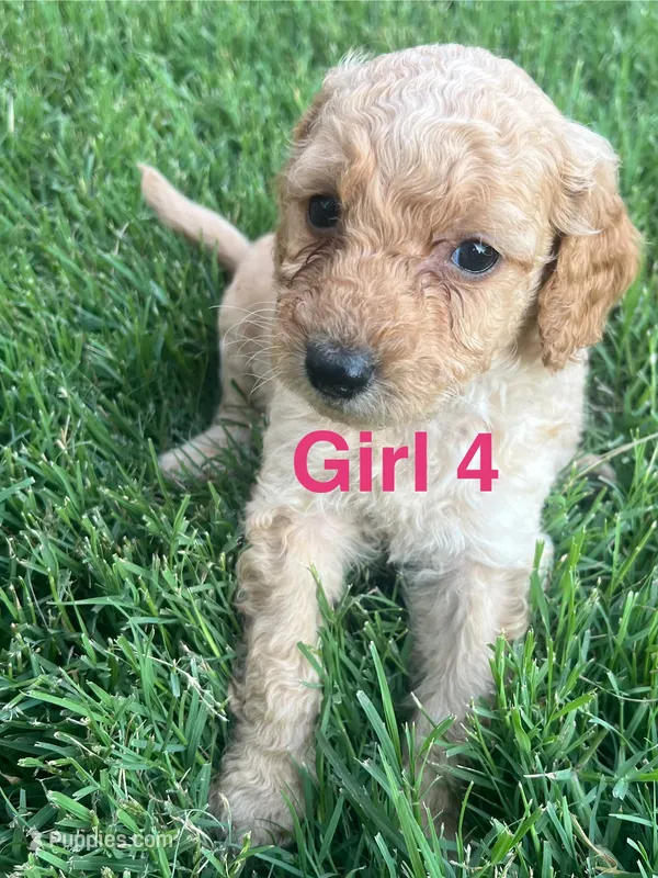 Girl 4 – Goldendoodle puppy for sale in Lexington, NC