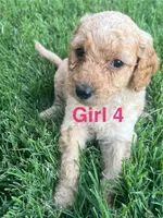 Girl 4, a female Goldendoodle for sale in Lexington, NC – 1 of 4