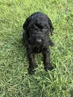 Girl 2, a female Goldendoodle for sale in Lexington, NC – 2 of 2